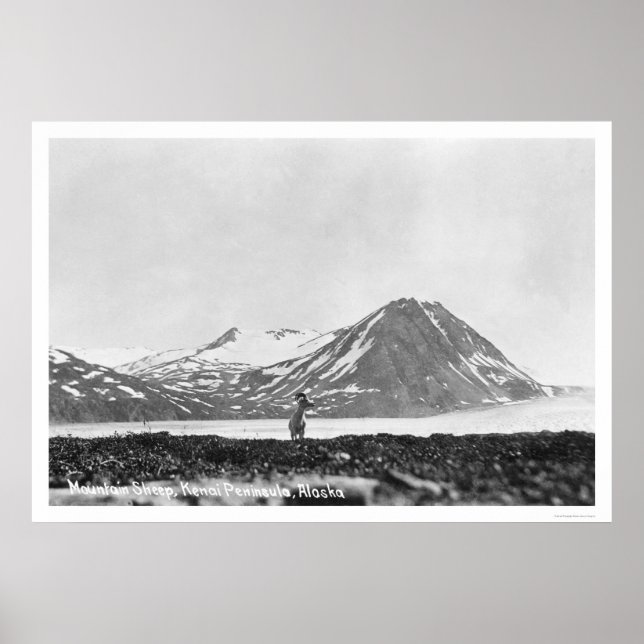 Poster Péninsule Sheep Kenai Alaska 1912 (Devant)