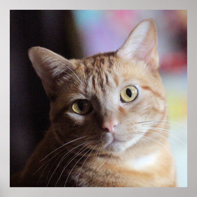 Poster Penny (Devant)