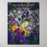 Pensées colorées en fleurs dans le jardin campagna