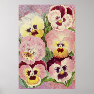 Poster Pensées roses et violettes et éphemérides de dente