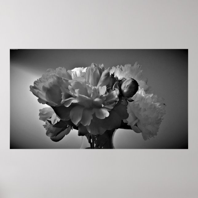 Poster Peonies - Noir, (Devant)