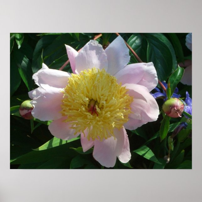 Poster Peonies roses et jaunes Belle florale (Devant)