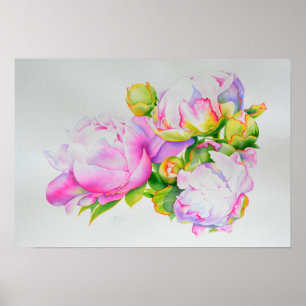 Poster Peonis, rose, blanc, aquarelle florale