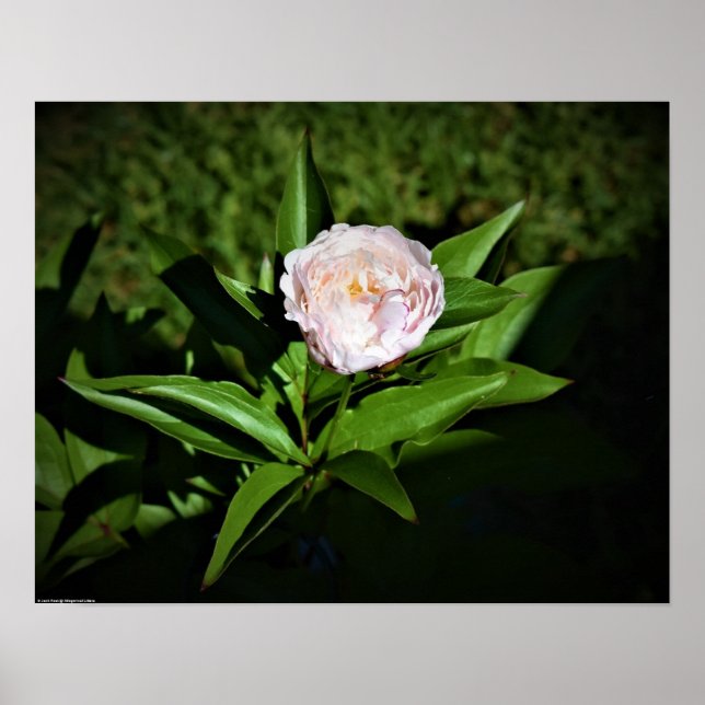 Poster Peony, (Devant)
