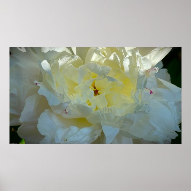 Poster Peony, (Devant)