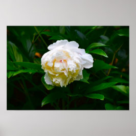 Poster Peony,