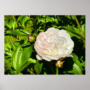 Poster Peony,