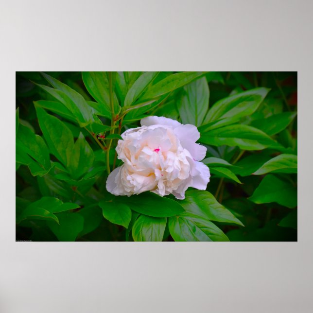 Poster Peony, (Devant)