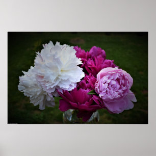 Poster Peony,