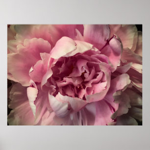 Poster Peony,