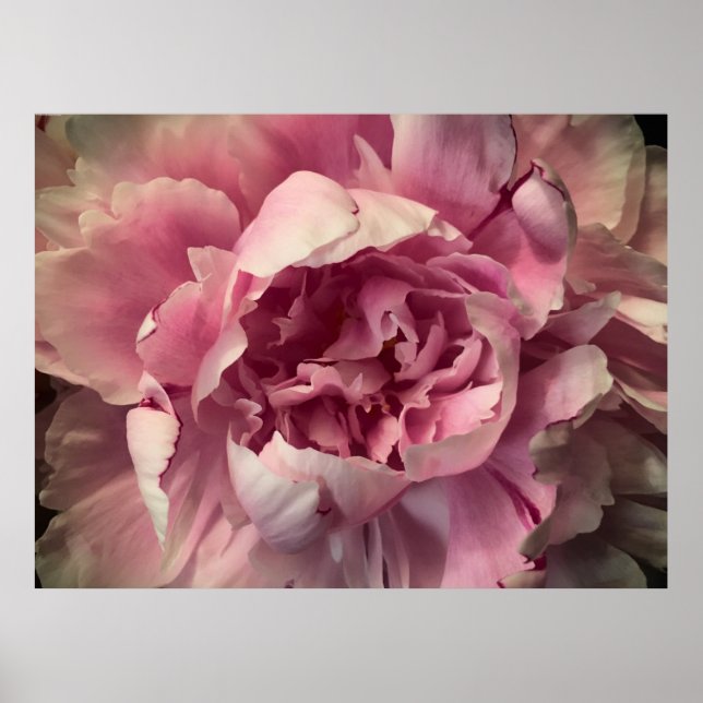 Poster Peony, (Devant)