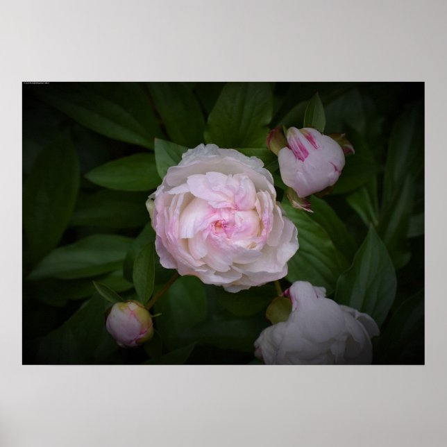 Poster Peony, (Devant)
