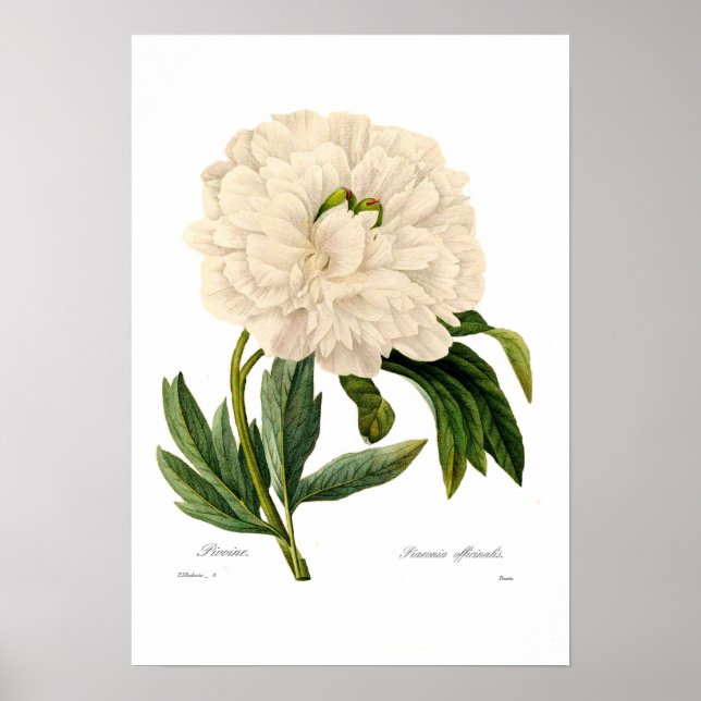 Poster Peony (Devant)