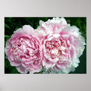 Poster Peony 2