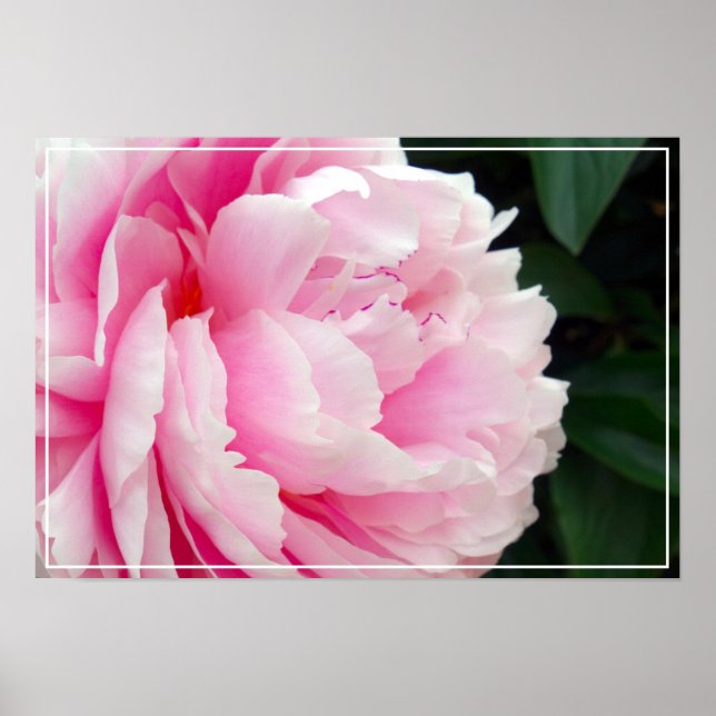 Poster-Peony-Blume Poster (Vorne)