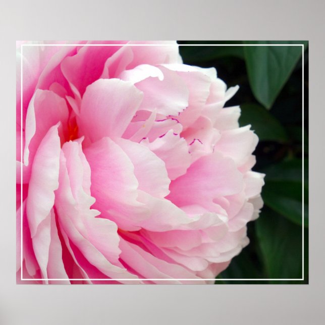 Poster-Peony-Blume Poster (Vorne)