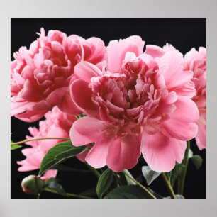 Poster Peony Bouquet Closeup : Rouge rose