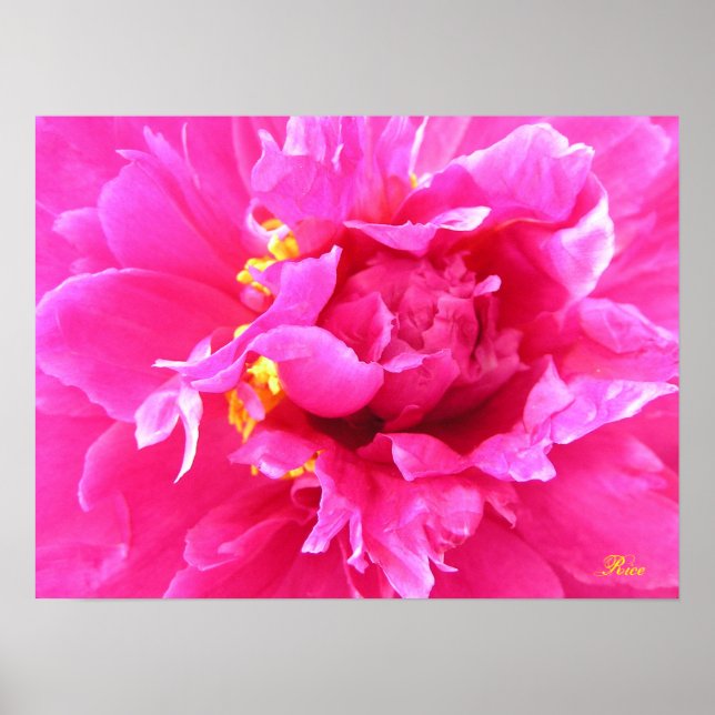 Poster Peony in Bloom (Devant)