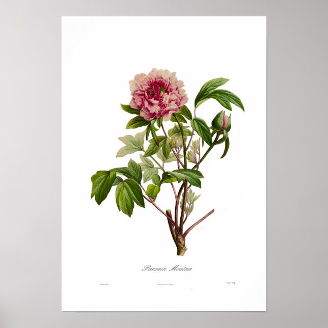 Poster Peony moutan (Devant)