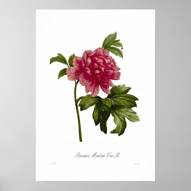 Poster Peony moutan var (Devant)