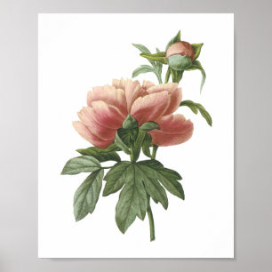 Poster peony (Paeonia sp.) par Redouté