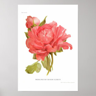 Poster Peony 'Reine Elizabeth'