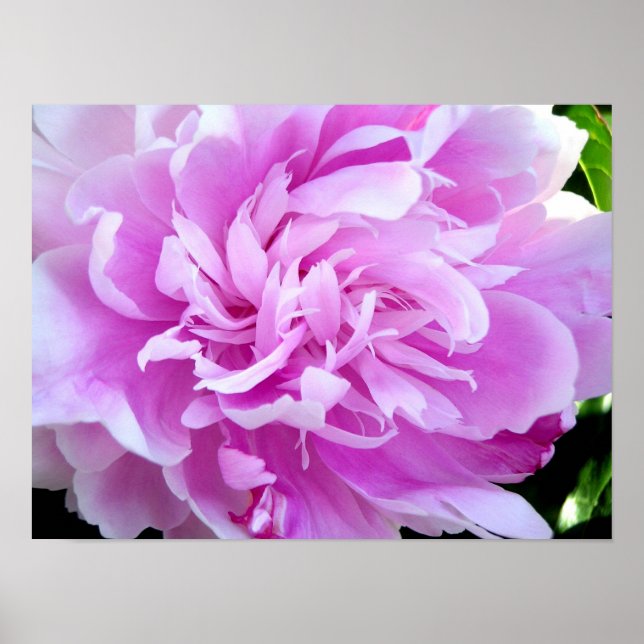 Poster Peony rose (Devant)