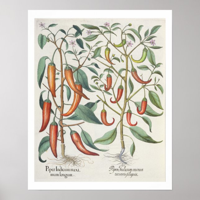 Poster Peppers: 1.Piper Indicum maximum longum; 2.Piper I (Devant)