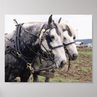 Poster Percheron Tandem