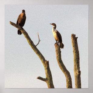 Poster Perching Birds