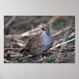 Poster Perdrix hongrois