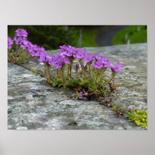 Poster Perdrix lila Fleurs flowering between rocks