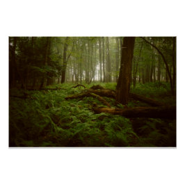 Poster Perdu dans les bois