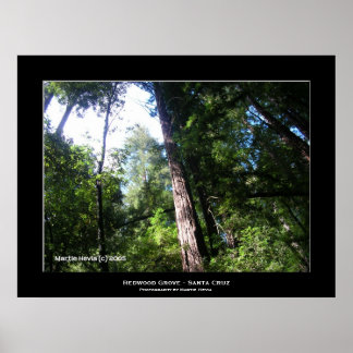 Poster "Père Noël Cruz Redwoods"