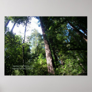 Poster Père Noël Cruz Redwoods Imprimer - Sélectionnez vo