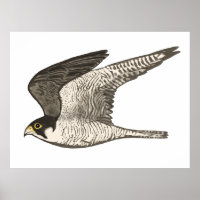 Peregrine Falcon Crayon couleur dessin sur blanc
