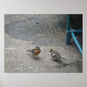 Poster Pères et Chcik Chaffinch Imprimer