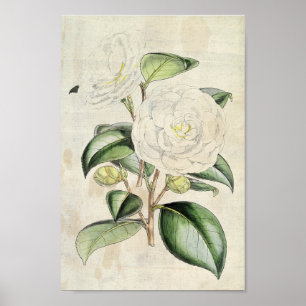 Poster Perle botanique vintage Camellia