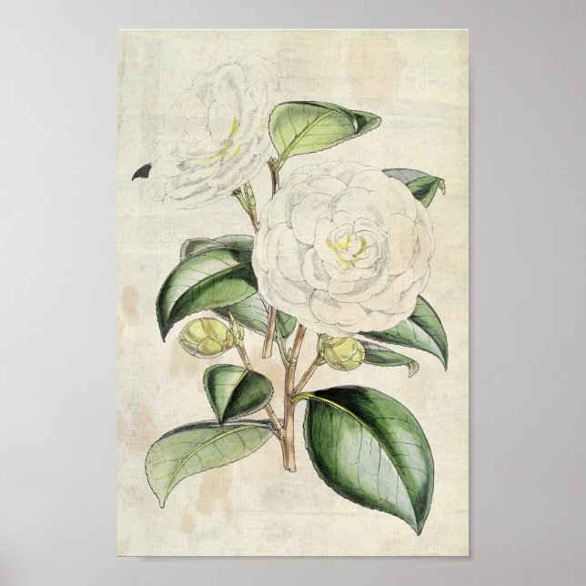 Poster Perle botanique vintage Camellia (Devant)