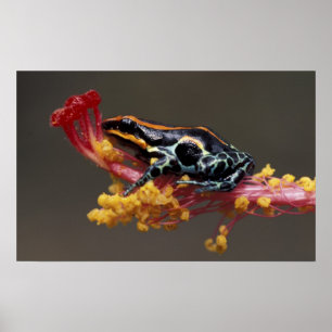 Poster Pérou, Forêt tropicale péruvienne. Grenouille flèc