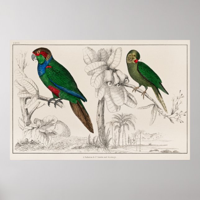 Poster Perroquet (Devant)