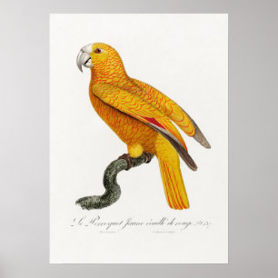Poster Perroquet