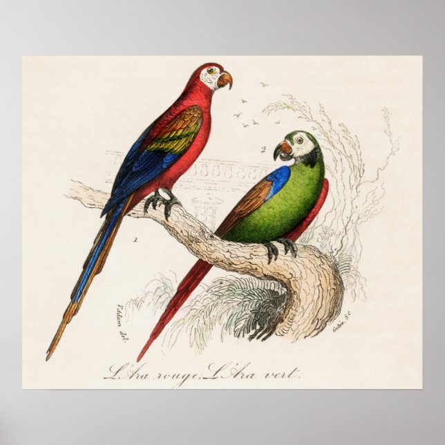 Poster Perroquet (Devant)