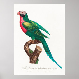 Poster Perroquet