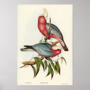 Poster Perroquet