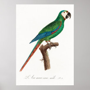 Poster Perroquet