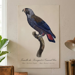 Poster Perroquet a Camail bleu / Perroquet
