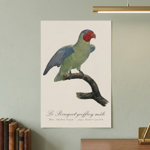 Poster Perroquet à joues rouges mâle, Geoffroyus geoffroy