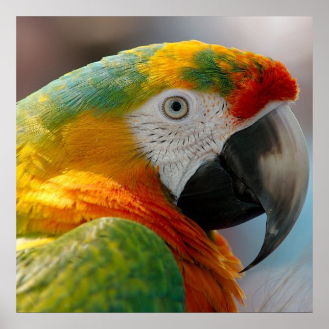 Poster Perroquet de Macaw Tropical (Devant)