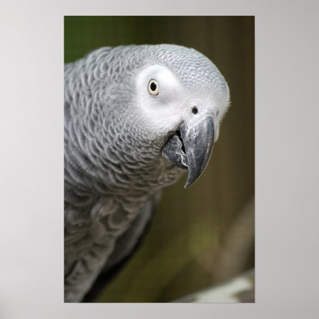 Poster perroquet gris (Devant)